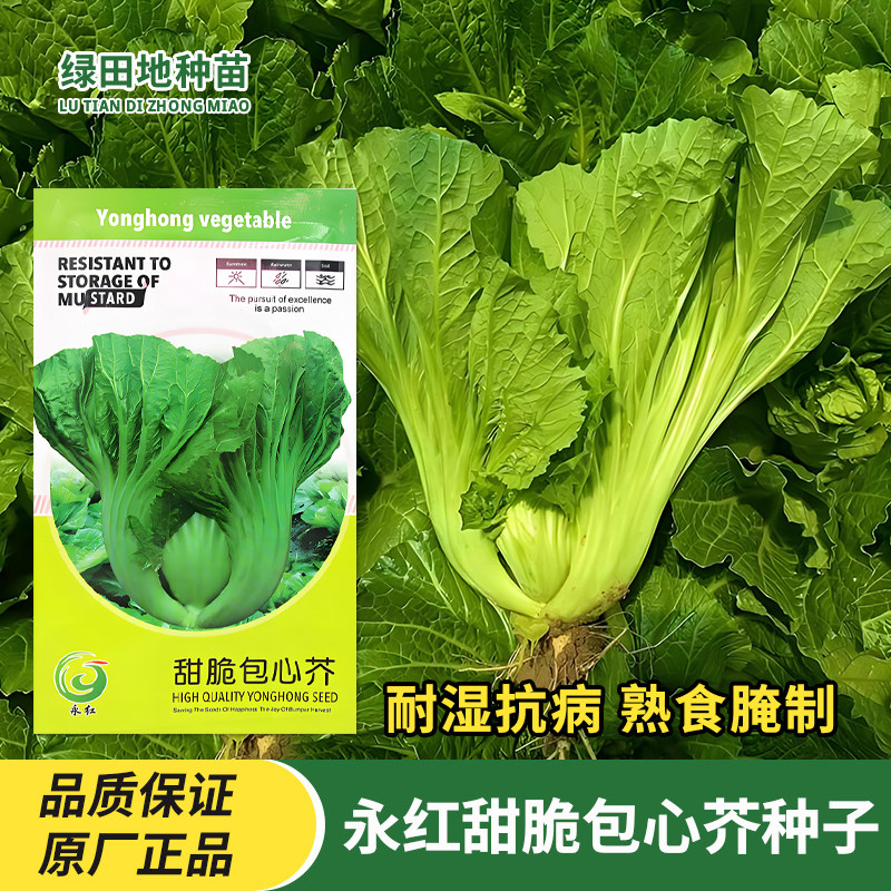 永红甜脆包心芥种子蔬菜种子