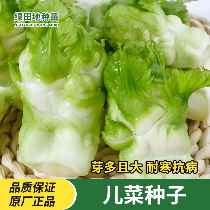 儿菜种子家庭蔬菜种子