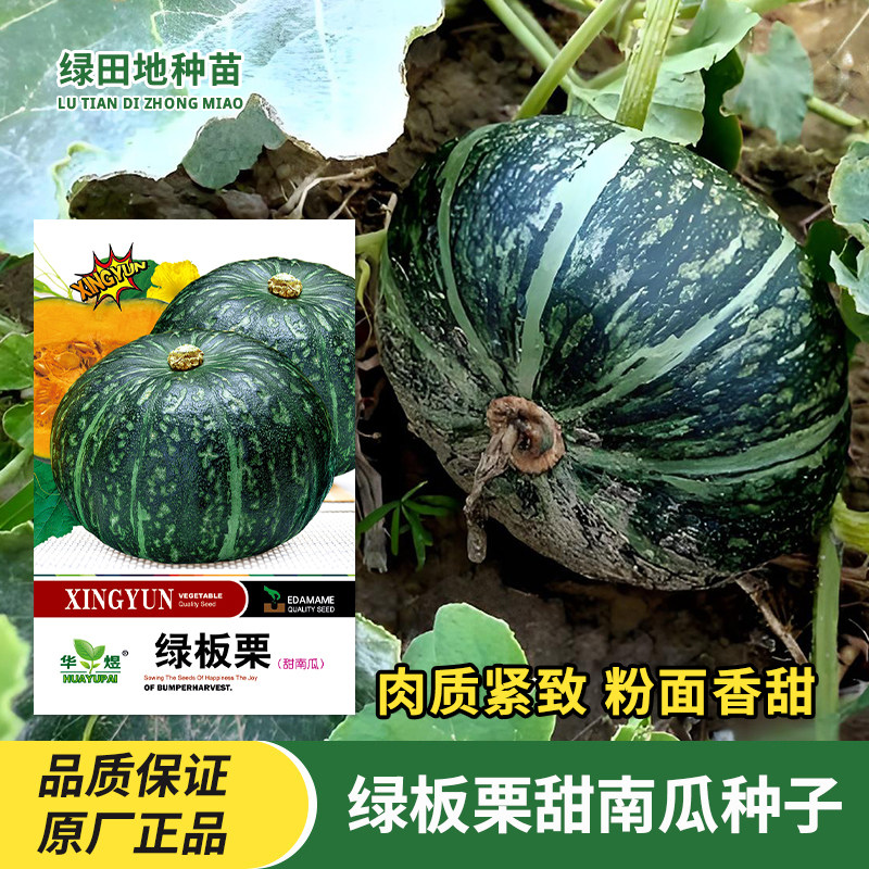 绿板栗南瓜种子蔬菜种孑