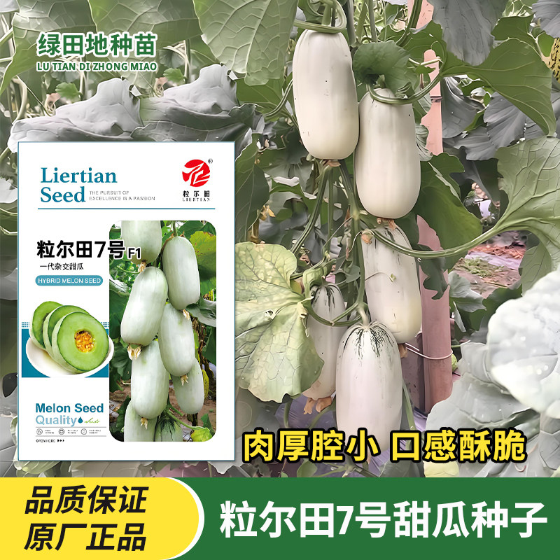 粒尔田7号甜瓜种子香瓜种子