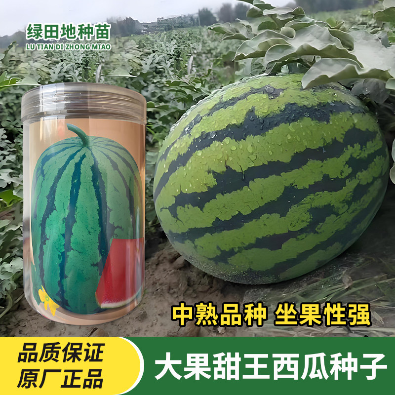 种旺大果甜王西瓜种子椭圆大果