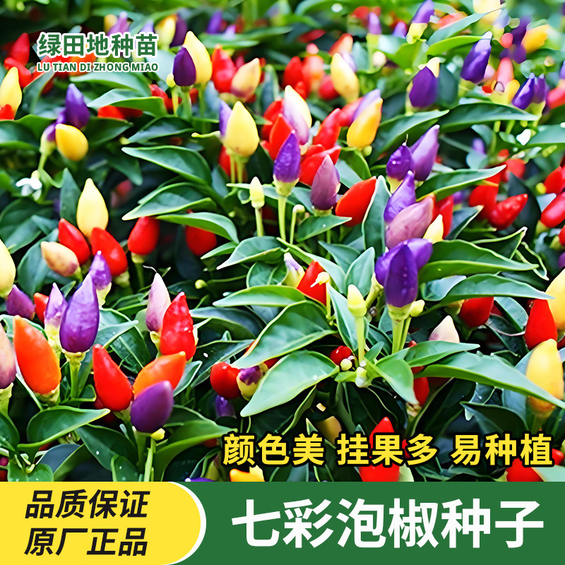 七彩泡椒种子五彩椒种籽