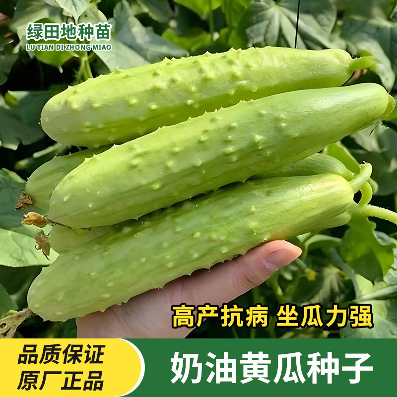 奶油黄瓜种子水果黄瓜金棚白玉春季秋季高产四季盆栽瓜果蔬菜种子