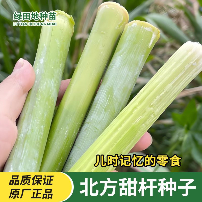 甜杆种子东北甜杆小甘蔗
