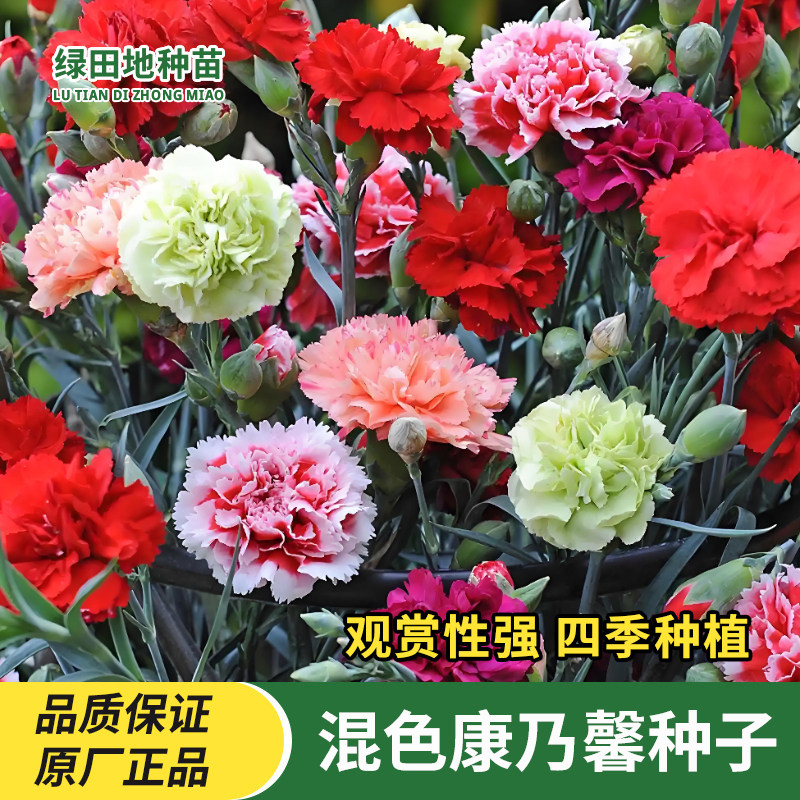 混色康乃馨种子易种活
