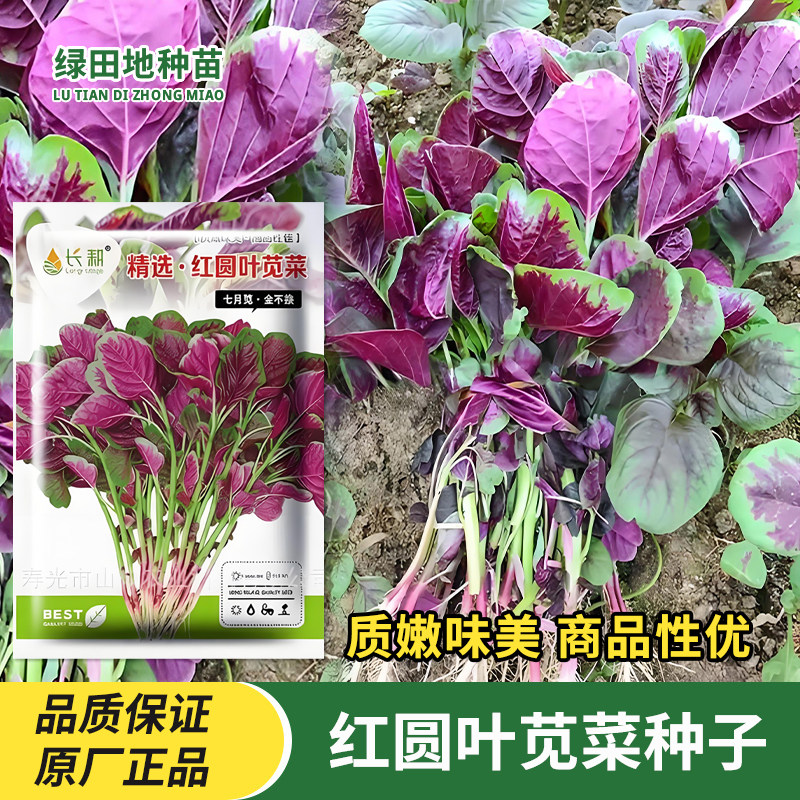 长耕红圆叶苋菜种子蔬菜种孑