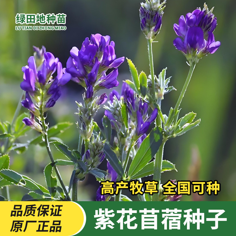 紫花苜蓿种子多年生牧草种子食用木须草四季养殖喂猪牛羊鸡鸭兔子