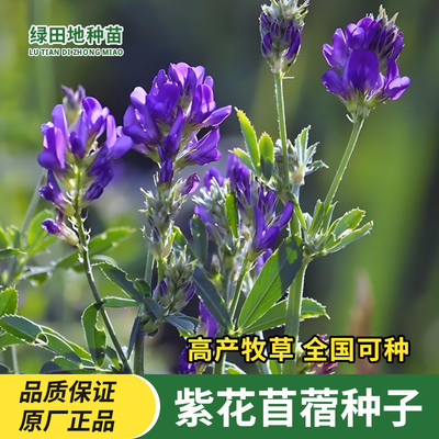 紫花苜蓿种子多年生牧草种子