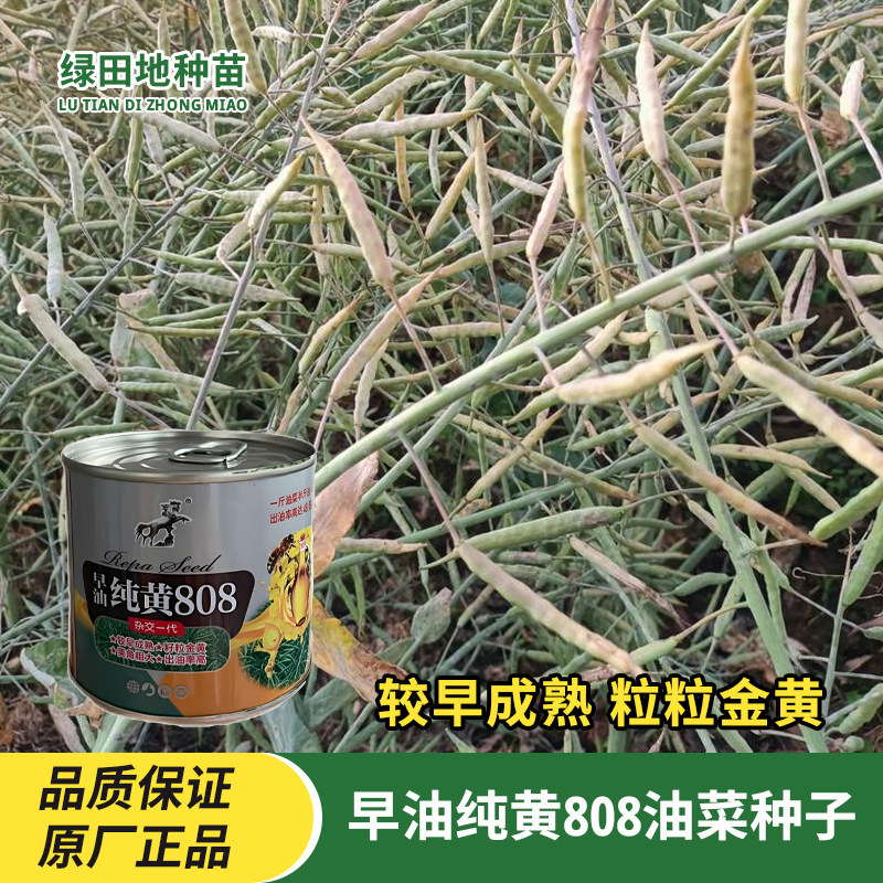 早油纯黄808油菜种子早熟
