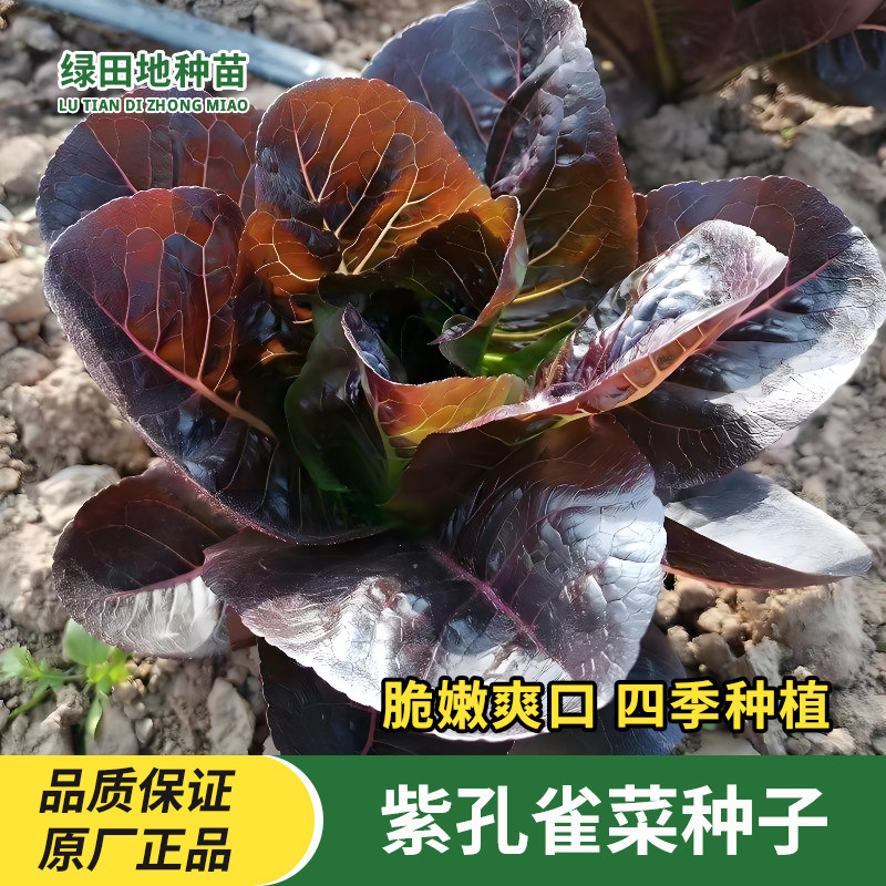 紫孔雀菜种子菜园蔬菜种子