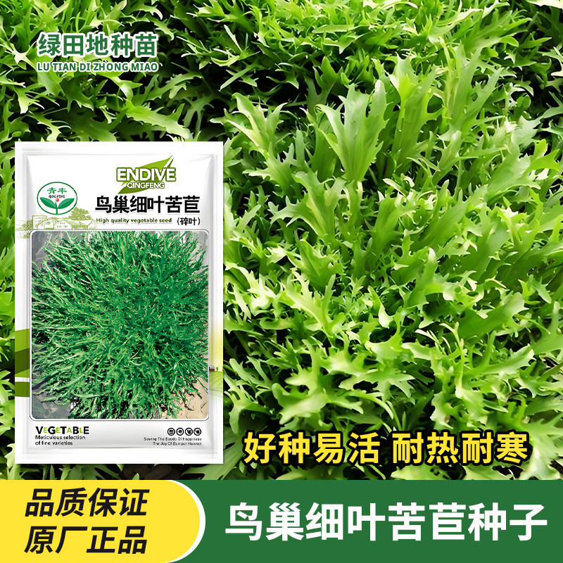 鸟巢细叶苦苣种子菜种籽花叶苦菊生菜沙拉凉拌耐热四季蔬菜种子孑