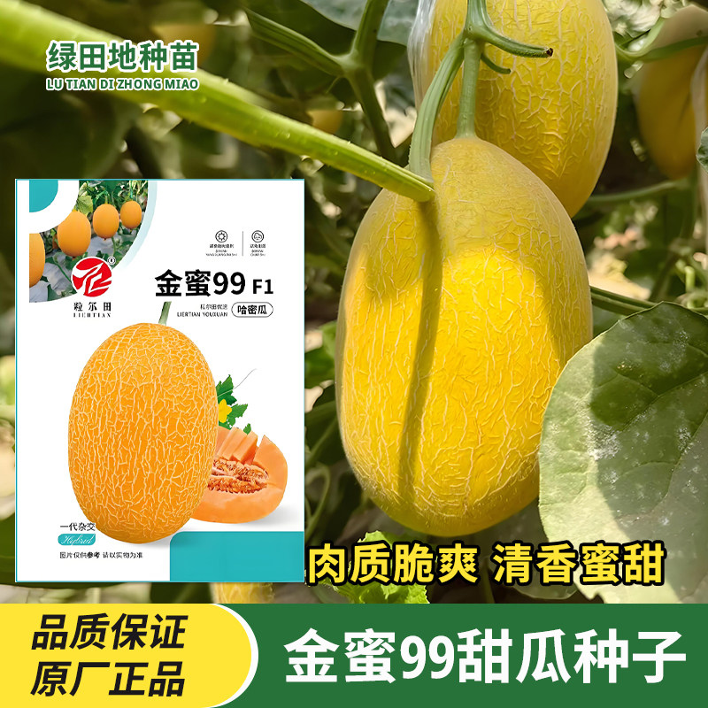 金蜜99甜瓜种子网纹哈密瓜种子
