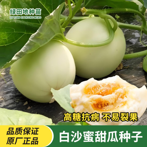 白沙蜜甜瓜种子水果种子