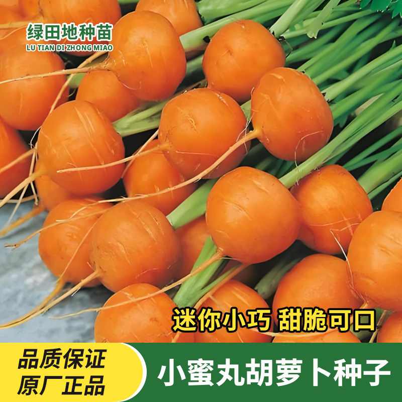小蜜丸水果胡萝卜种子