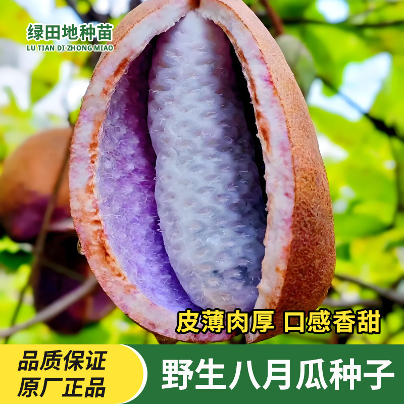 野生八月瓜种子八月炸九月黄牛腰果种籽野香蕉种籽易种植水果种子