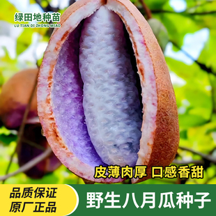 野生八月瓜种子八月炸九月黄牛腰果种籽野香蕉种籽易种植水果种子