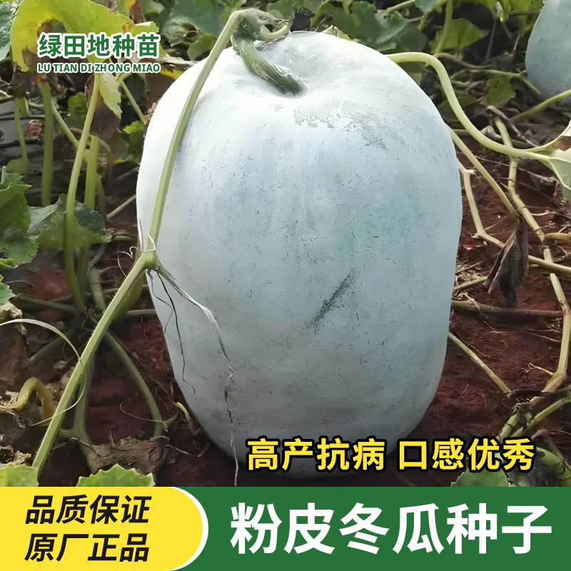 粉皮冬瓜种子满地爬大冬瓜种籽蔬菜种子好吃肉厚不空心全国可种植