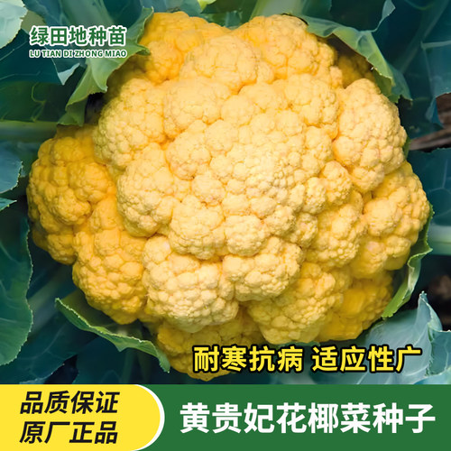 黄贵妃花椰菜种子花菜种籽