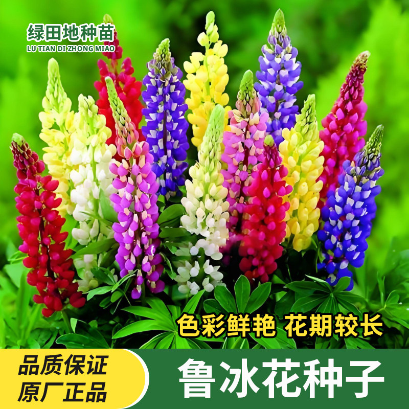 鲁冰花种子多年生花卉种子