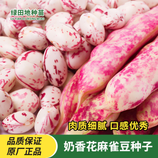 奶香家雀蛋豆角种子东北油豆种籽云南花生豆面豆农家田园蔬菜种子