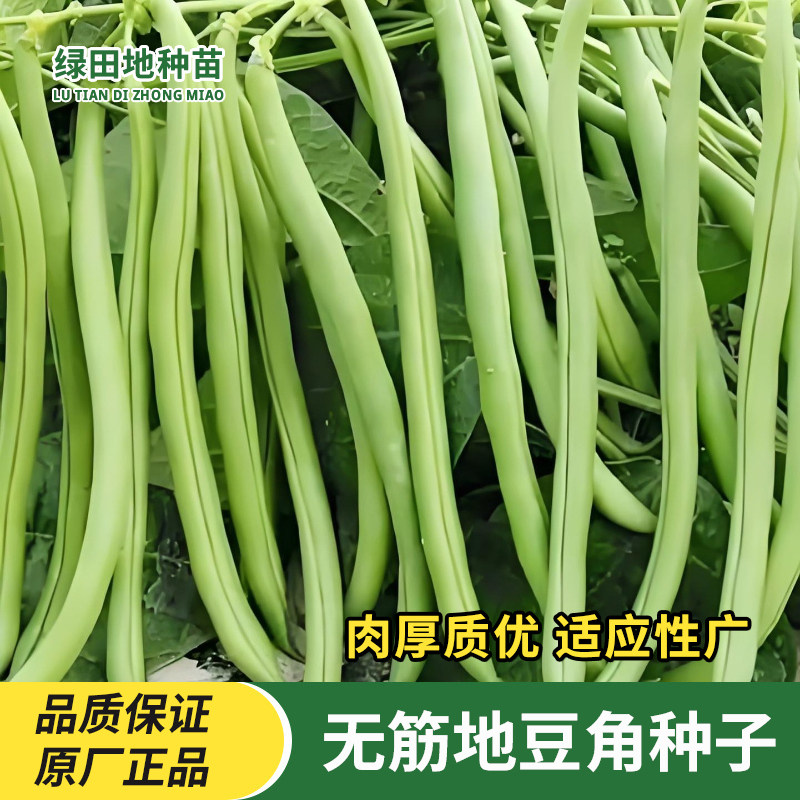 无筋地豆角无架四季豆种子