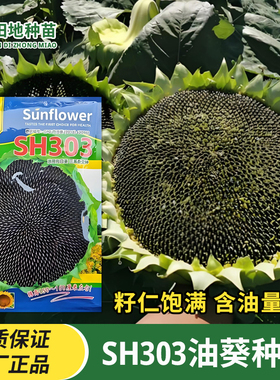 SH303油葵种子矮大头油葵种子榨油向日葵出油高抗旱矮杆葵花种籽