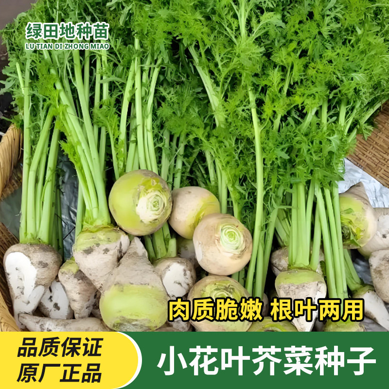 小花叶芥菜种子秋季光头芥菜种大芥菜种子辣菜大疙瘩家庭蔬菜种子