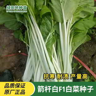 箭杆白尖叶F1白菜种子叶柄白长脆嫩纤维少冬季可腌制家庭蔬菜种子