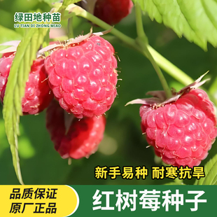 红树莓种子黑树莓种子易种水果庭院阳台盆栽地栽野生覆盆子种子籽