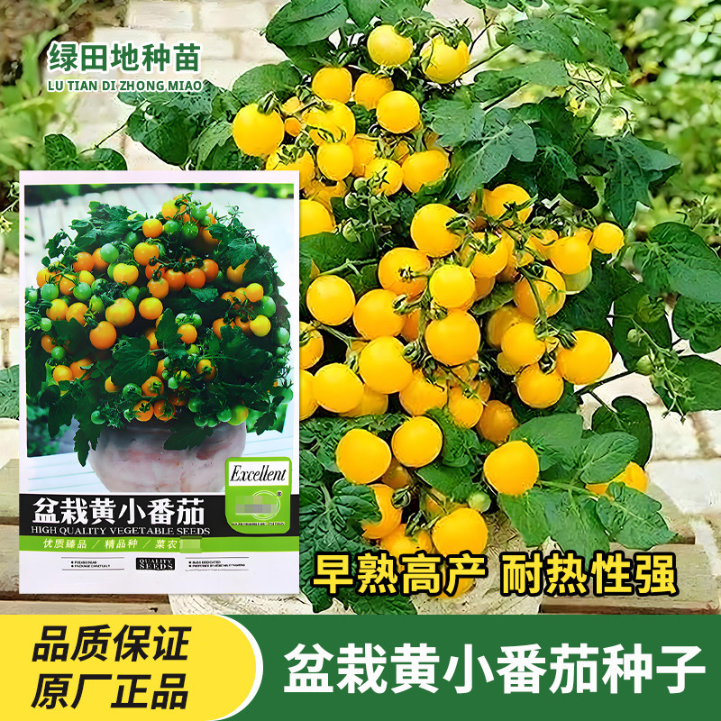 中研盆栽黄小番茄种子