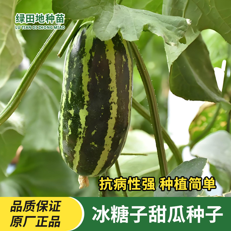 冰糖子甜瓜种子四季种植