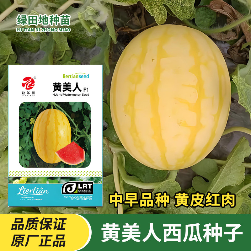 黄美人西瓜种子黄皮红肉