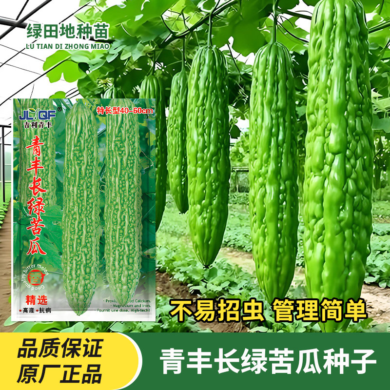 长绿苦瓜种子高产疙瘩绿苦瓜籽四季抗病特大苦瓜种籽耐热蔬菜种子