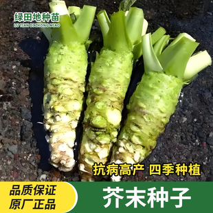 正宗草本芥末种子山葵种籽高产四季易种阳台盆栽庭院田园辣根种子