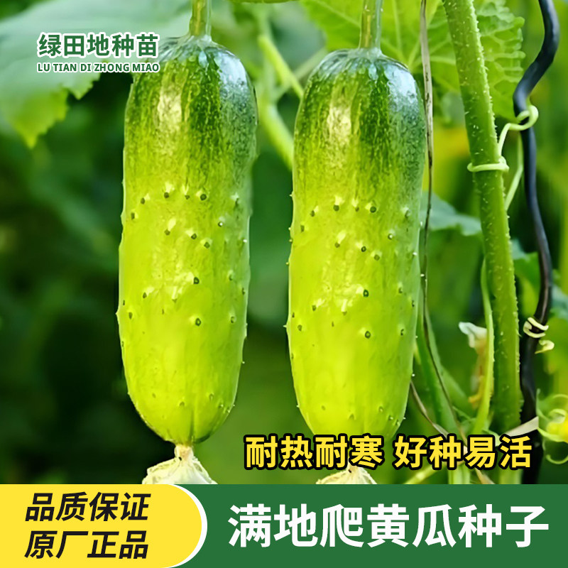 满地爬黄瓜种子水果白玉女黄瓜种籽盆栽甜脆高产抗病春季蔬菜种子