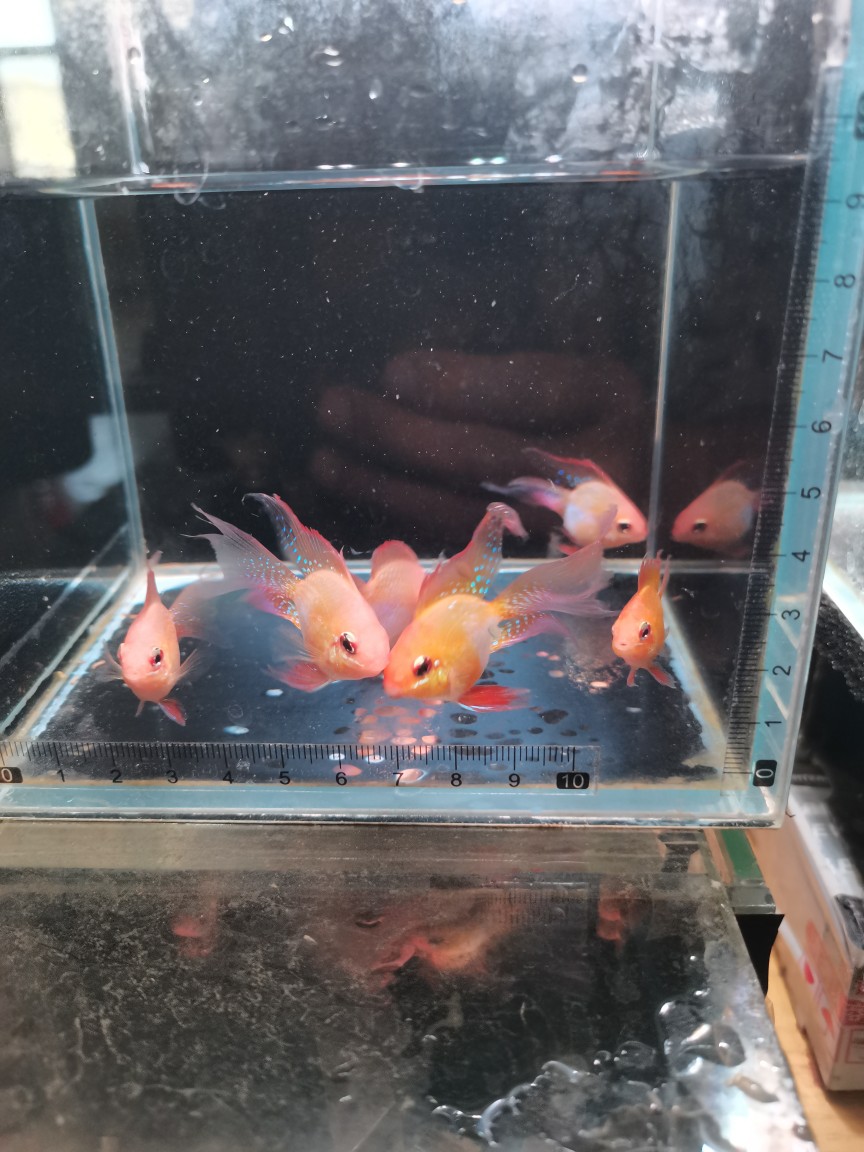 觀賞魚(yú)熱帶魚(yú)寵物魚(yú)金波子寶藍(lán)球荷蘭鳳凰短鯛鳳凰魚(yú)球型魚(yú)活體