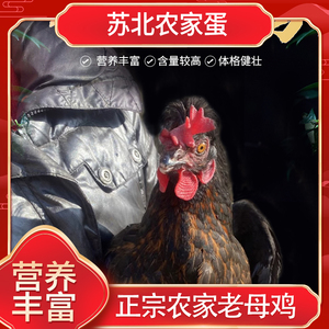 苏北土鸡农家散养走地鸡黄油老母鸡农村月子鸡现杀正宗土鸡整只