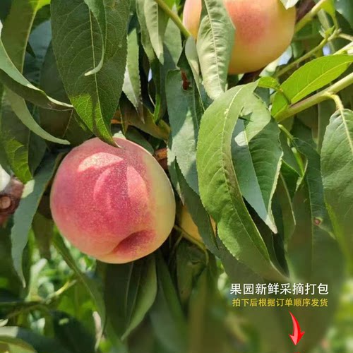 刀鱼农场水蜜桃5斤直发