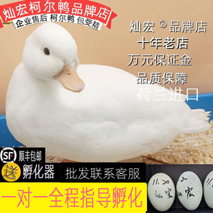 【灿宏】柯尔鸭蛋网红科尔蛋可达鸭蛋代孵可鸭新鲜受精蛋