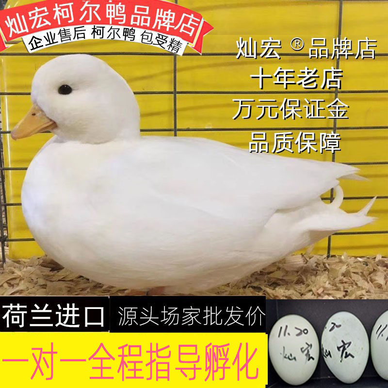 【灿宏】柯尔鸭蛋网红科尔蛋可达鸭蛋代孵可鸭新鲜受精蛋