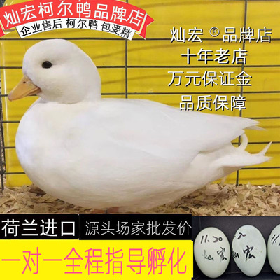 柯尔鸭可达鸭灿宏亲人好养