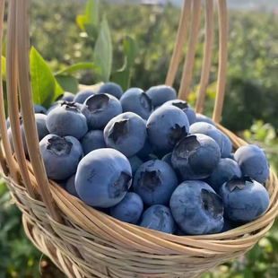 全国可发顺丰空运云南L25花香蓝莓纯甜无酸东北西北内蒙都 包邮