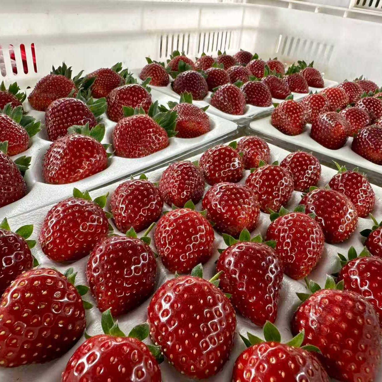 云南露天真红美玲草莓粉玉草莓顺丰空运隋珠加粉玉加建德加白露拼