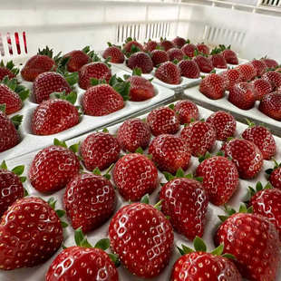 云南露天真红美玲草莓粉玉草莓顺丰空运隋珠加粉玉加建德加白露拼