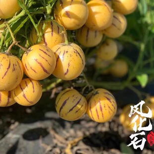 云南石林风化石人参果只发树上熟人参果坏果包赔