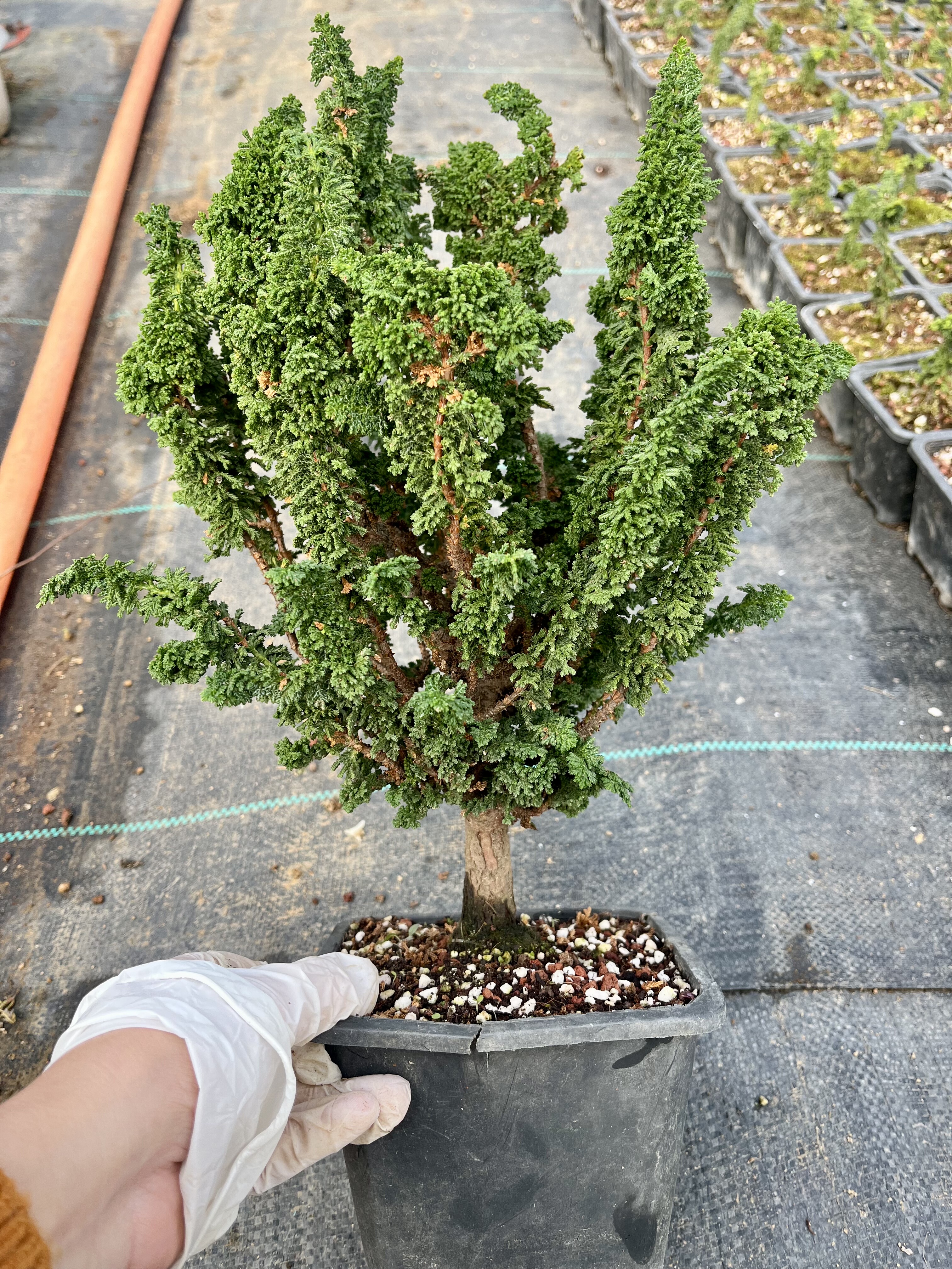 日本进口石化桧盆景 石化雅小品微型盆栽 连山桧四季常青一物一拍