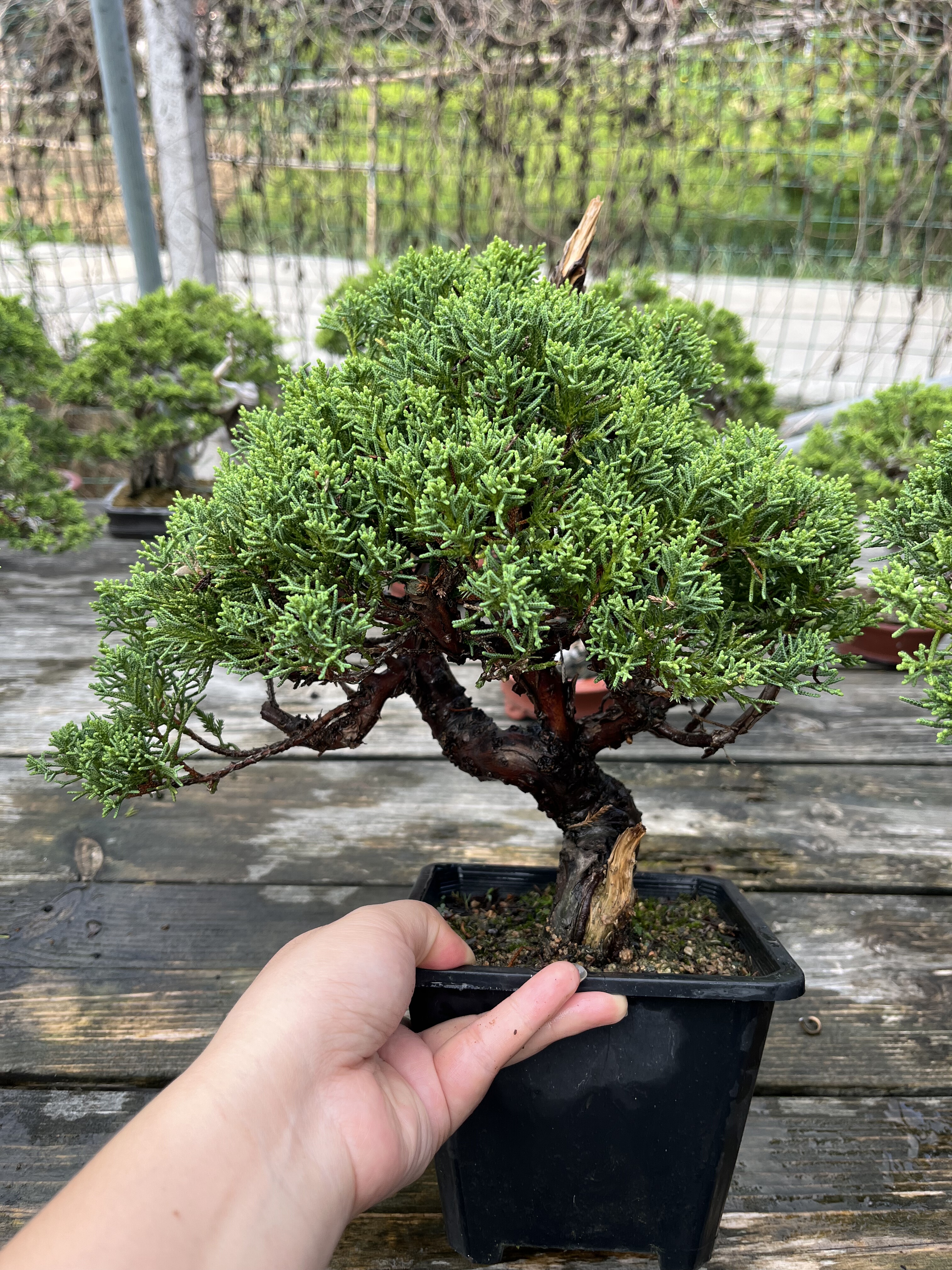 系鱼川真柏室内室外美观净化空气