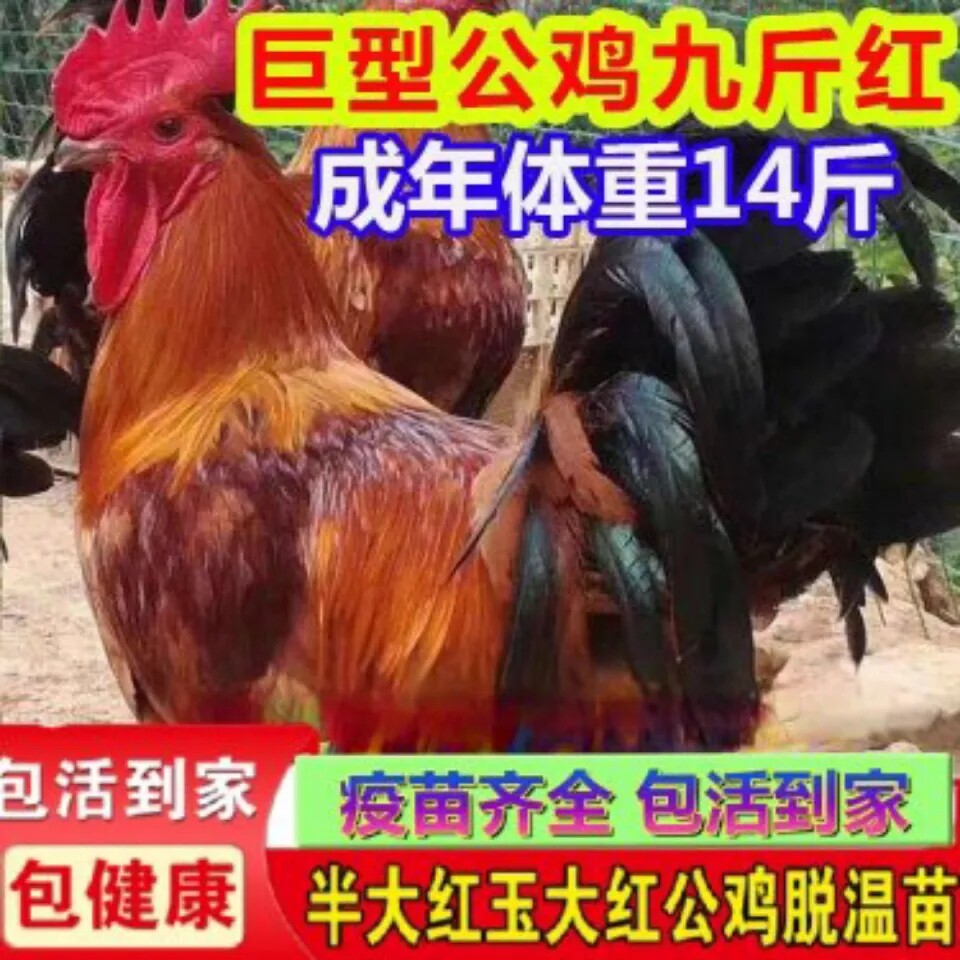 农家散养正宗半大九斤红小鸡苗拖温活体保活红玉鸡苗大红公鸡活苗