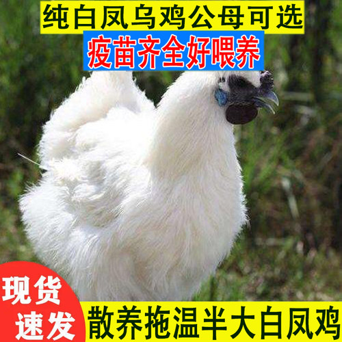 散养纯种一斤泰和白凤乌鸡活苗青年白凤鸡苗拖温活体乌鸡鸡苗包活