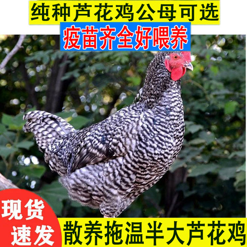 农家散养正宗汶上芦花鸡苗半大拖温小鸡苗斑点鸡蛋鸡土鸡绿壳蛋鸡